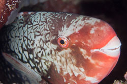 BD-130710-Maldives-0108-Scarus-rubroviolaceus.-Bleeker.-1847-[Ember-parrotfish].jpg